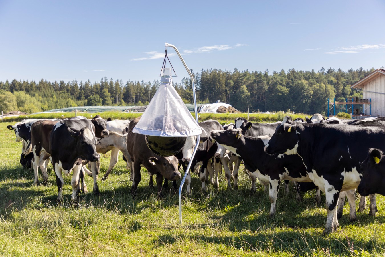Outdoor Livestock Fly Trap
