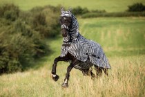 Fly Mask Zebra with Ear Protection