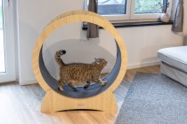 Cat exercise wheel